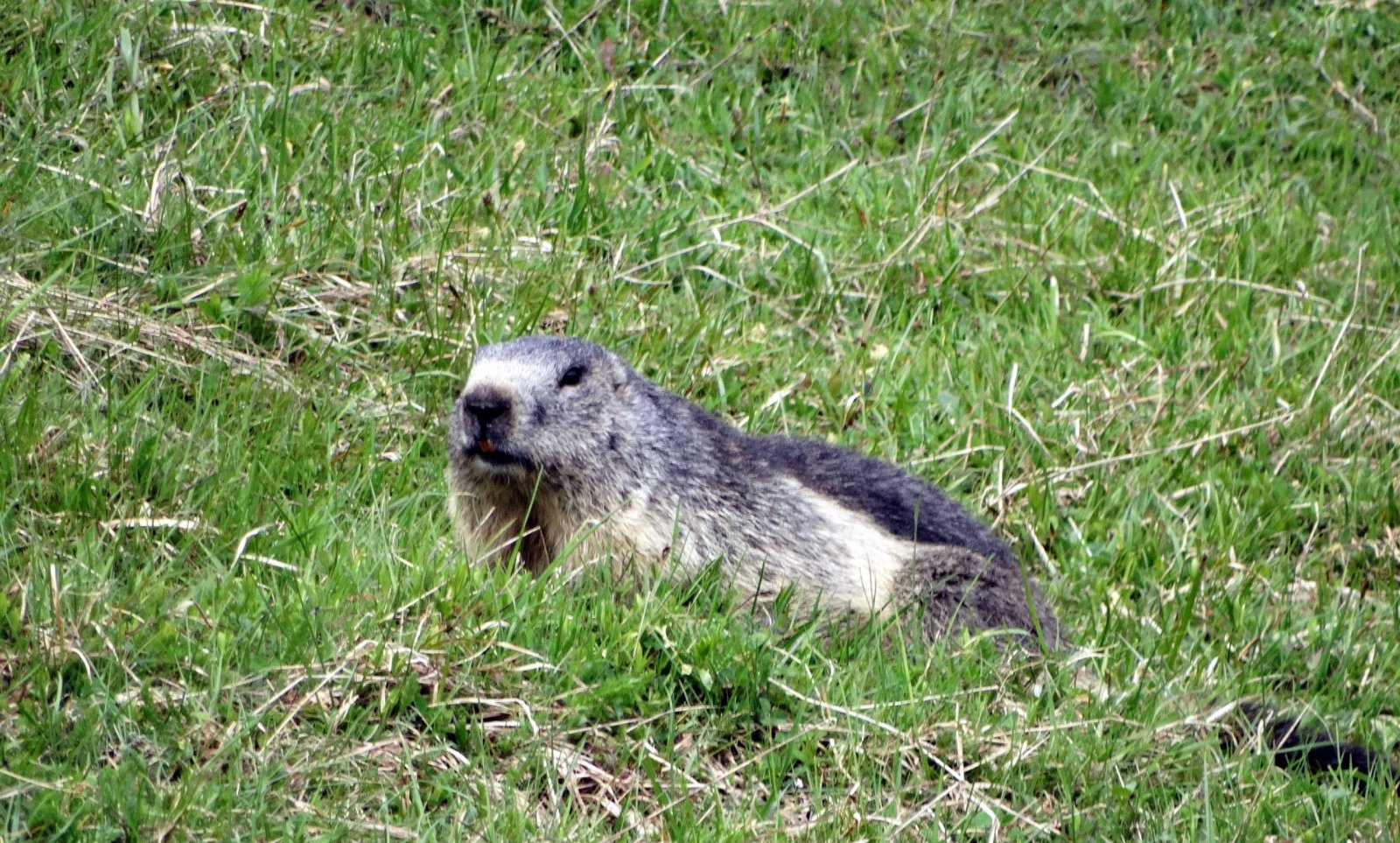 Wallpapers Animals Marmot 