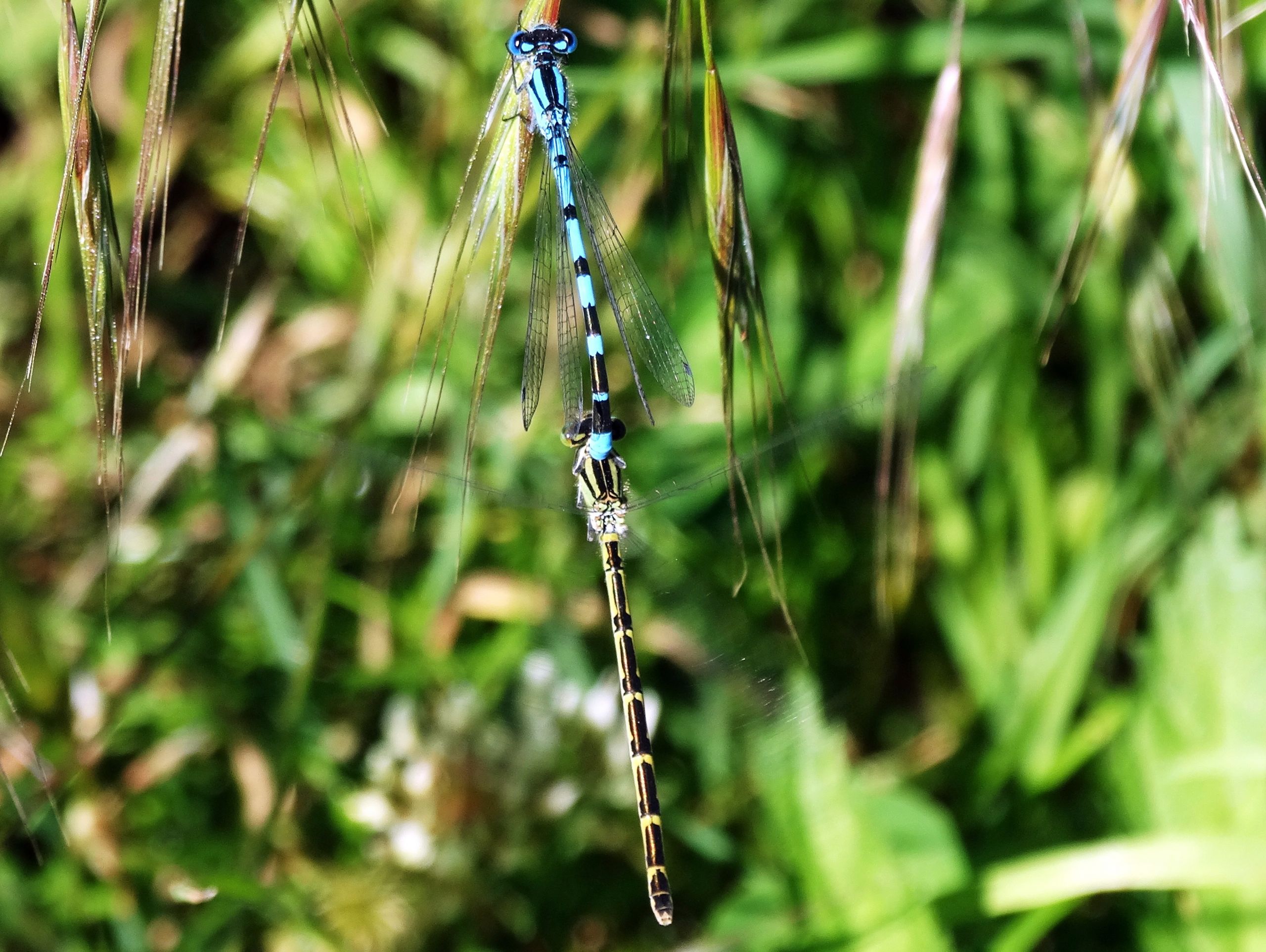 Wallpapers Animals Insects - Dragonflies 