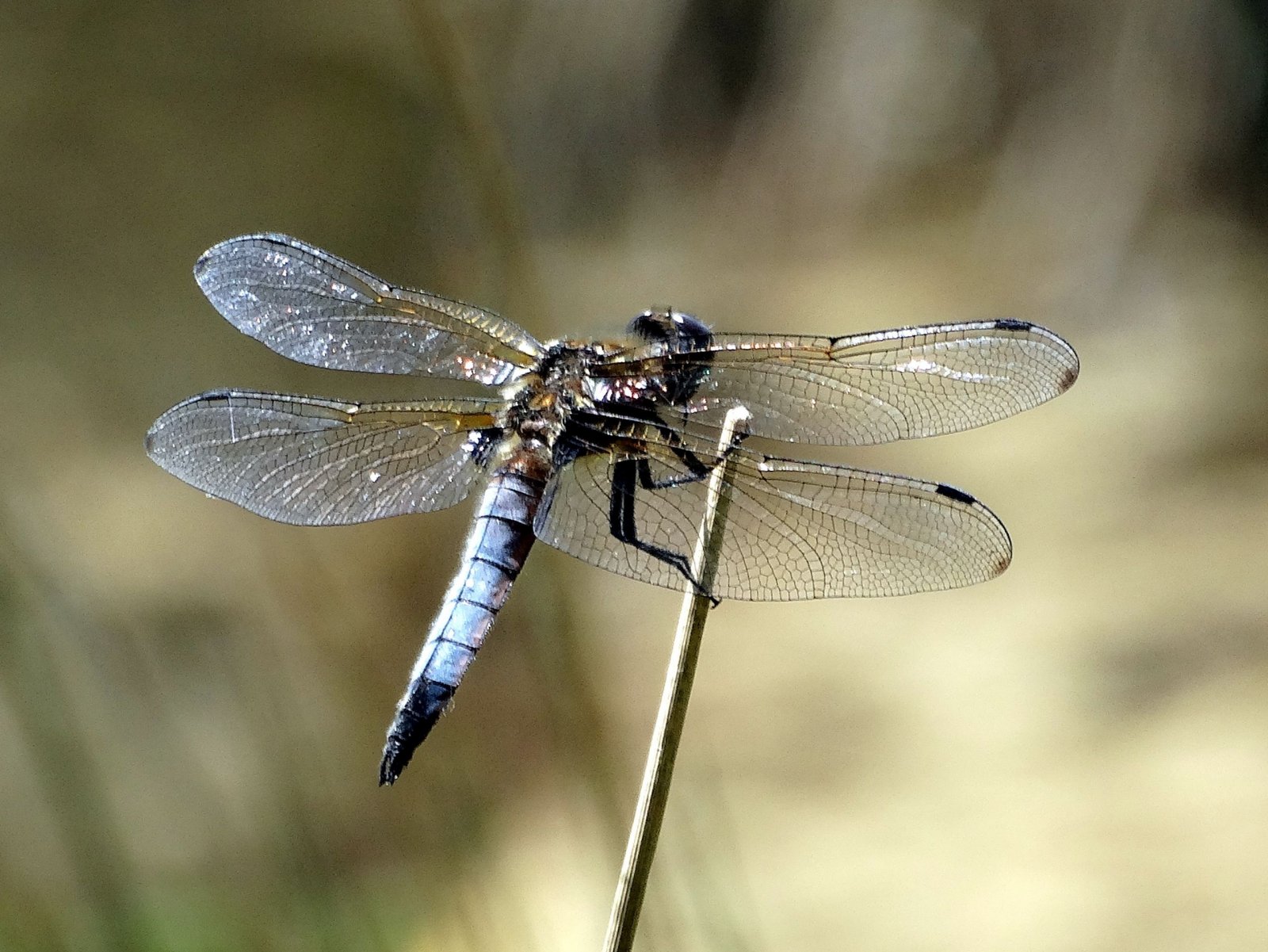 Wallpapers Animals Insects - Dragonflies 