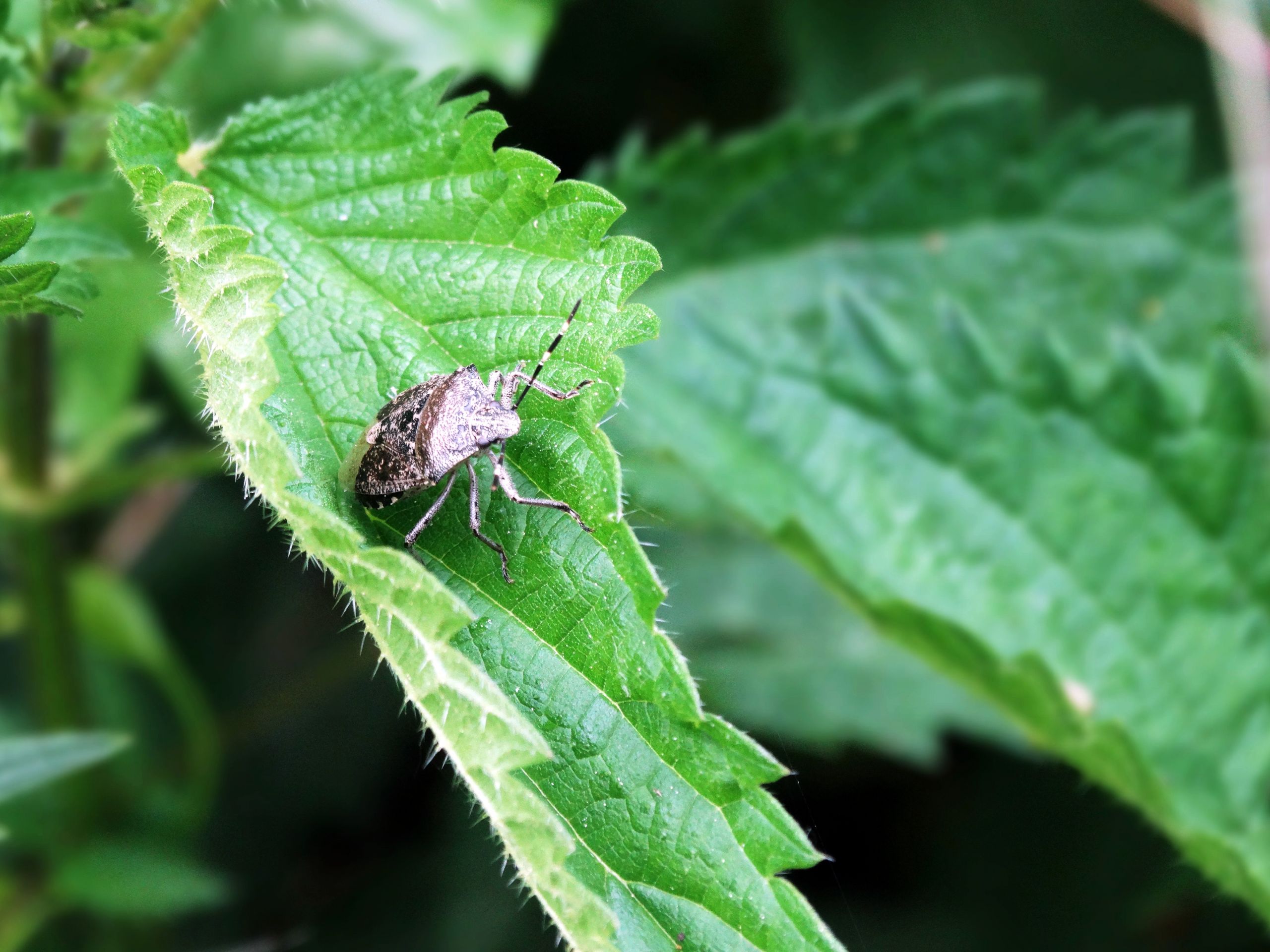 Fonds d'cran Animaux Insectes - Punaises 