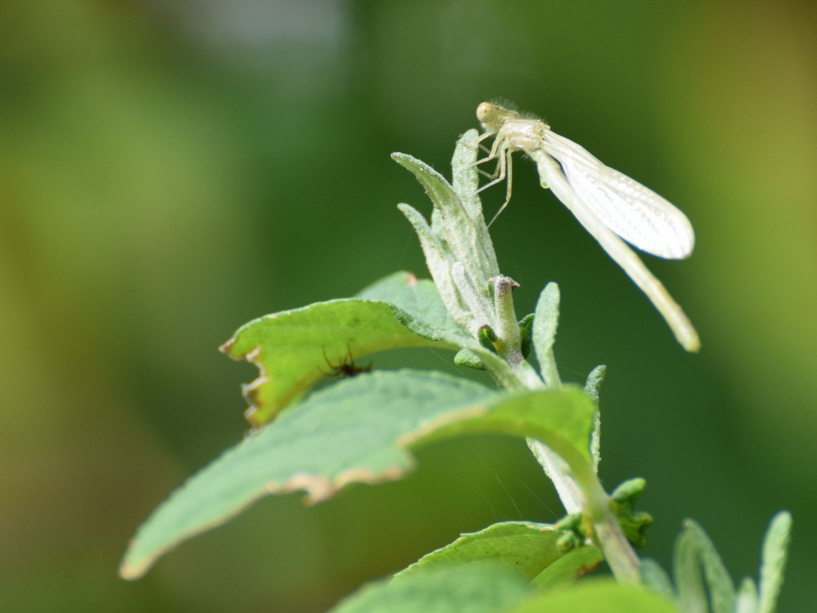 Wallpapers Animals Insects - Dragonflies 