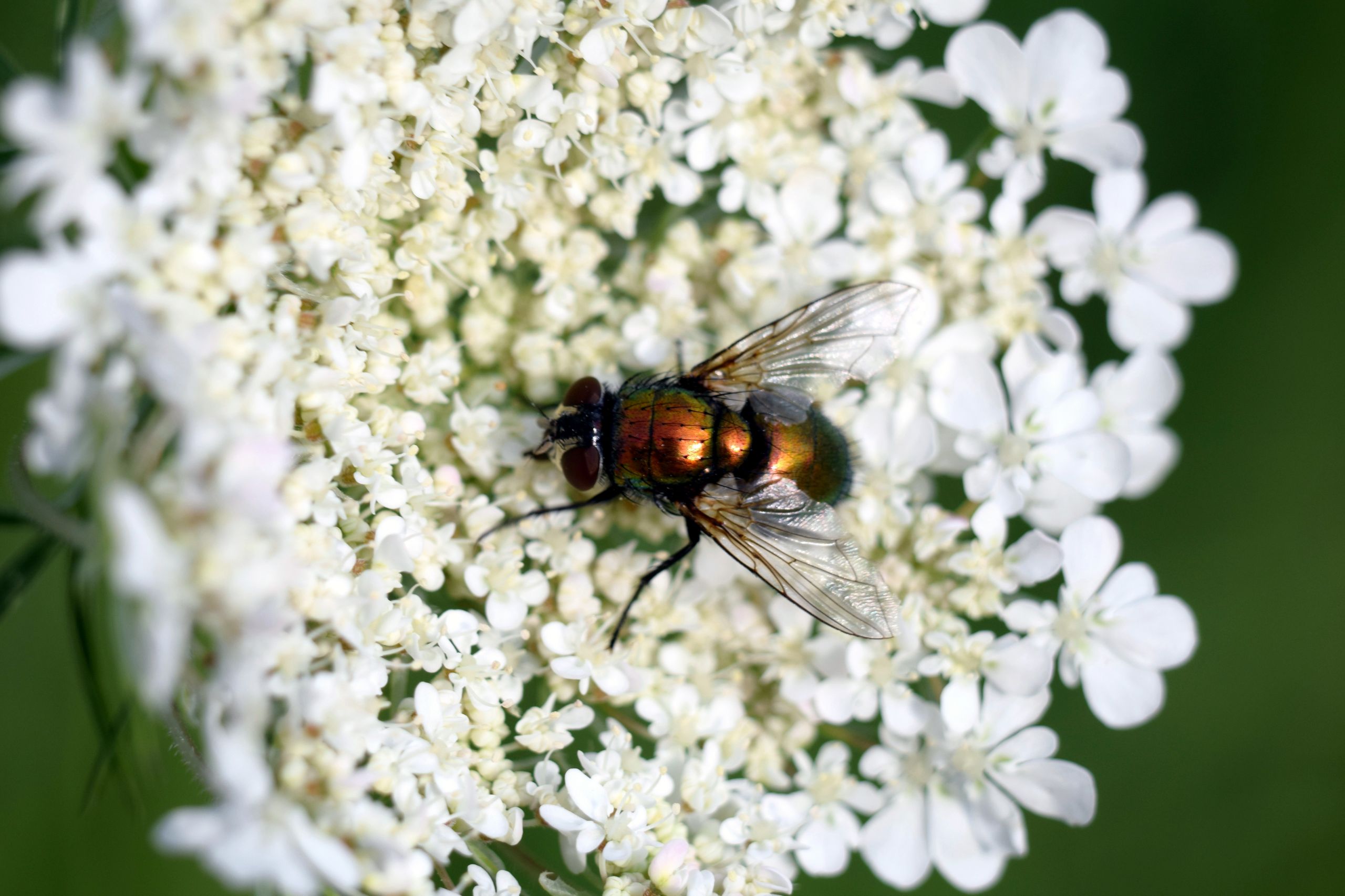 Wallpapers Animals Insects - Flies 