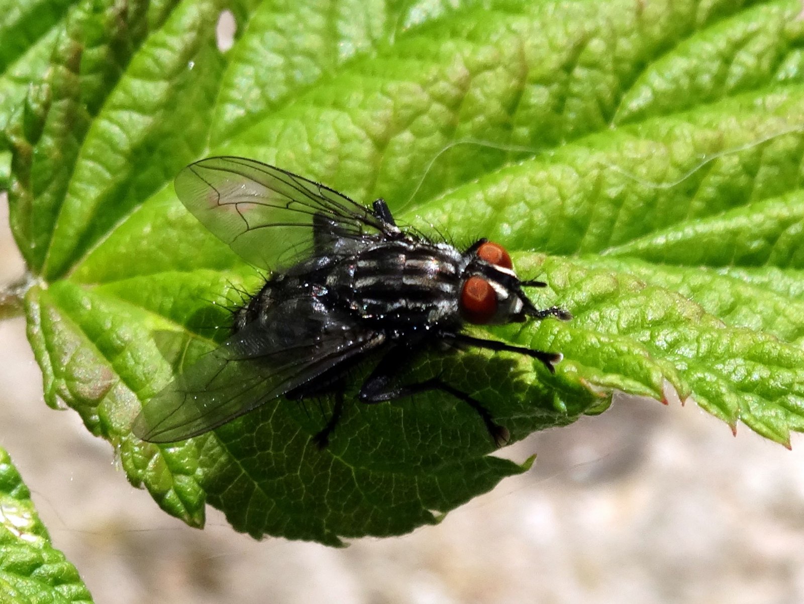 Fonds d'cran Animaux Insectes - Mouches 