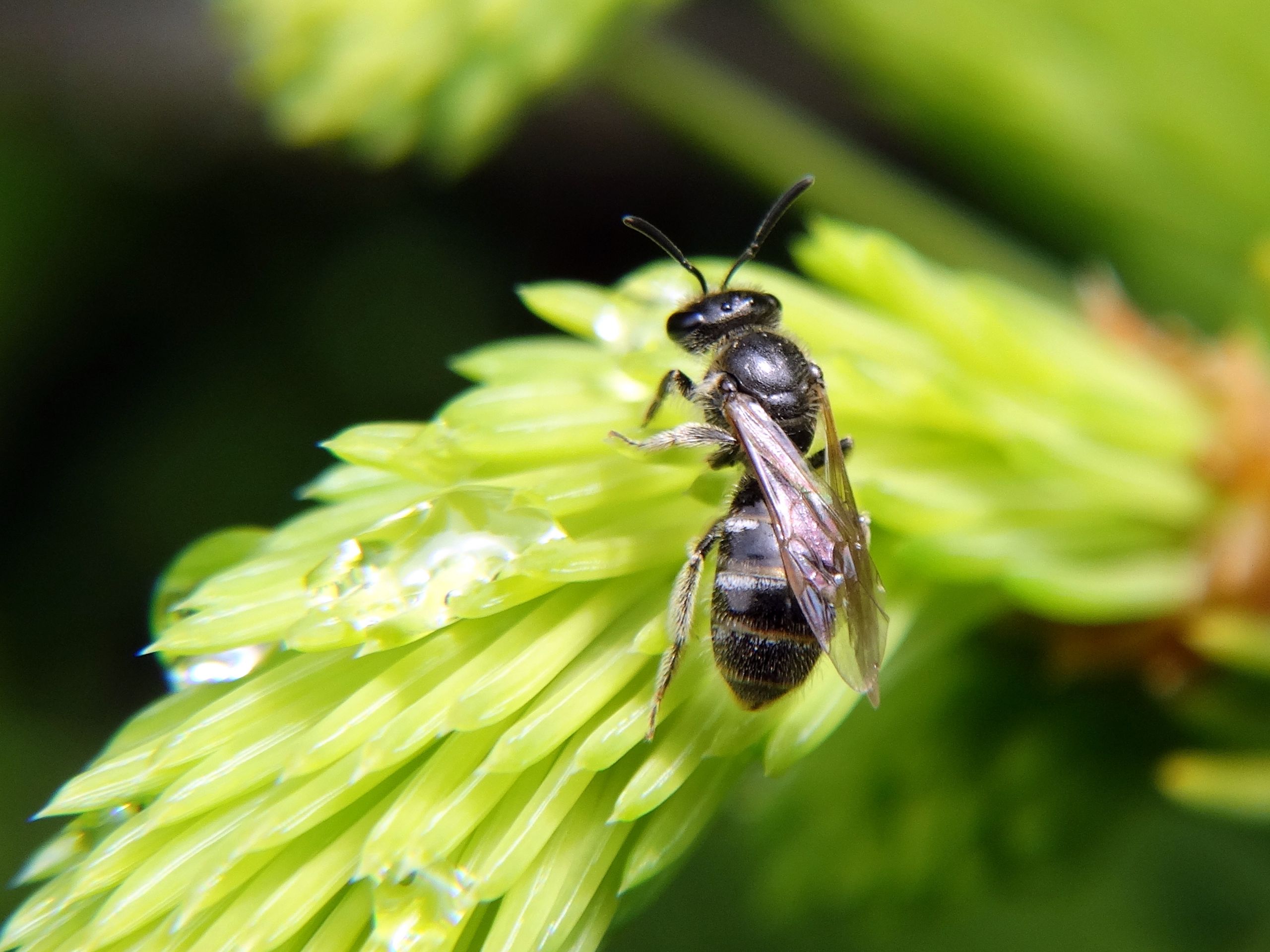 Fonds d'cran Animaux Insectes - Abeilles Gupes ... 