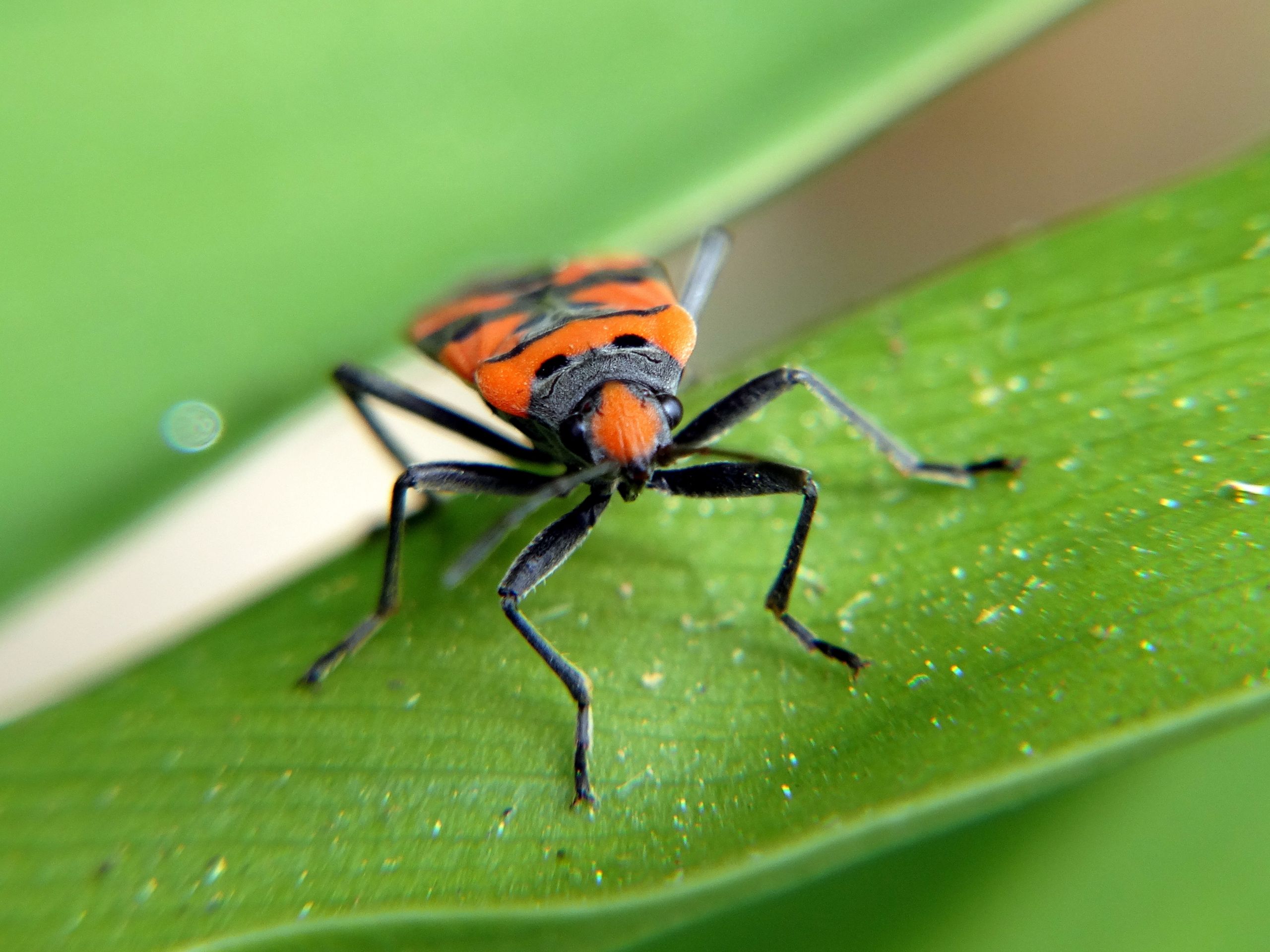 Fonds d'cran Animaux Insectes - Divers 