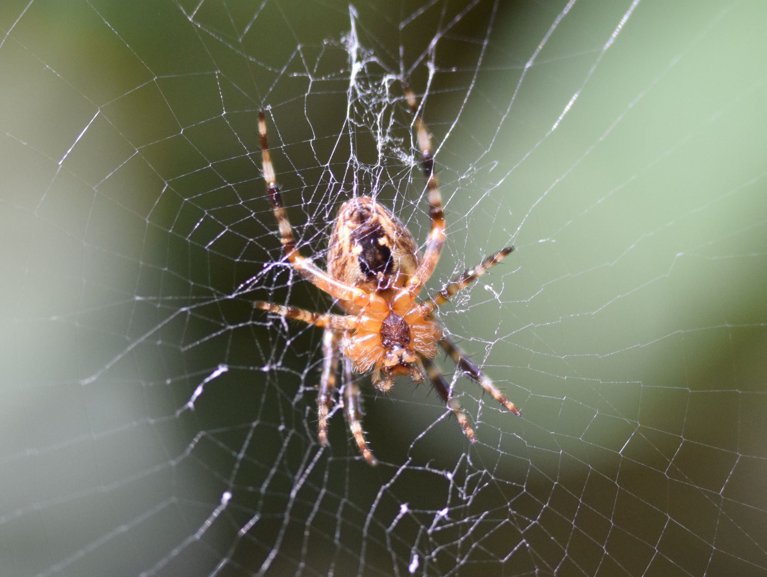 Fonds d'cran Animaux Araignes 