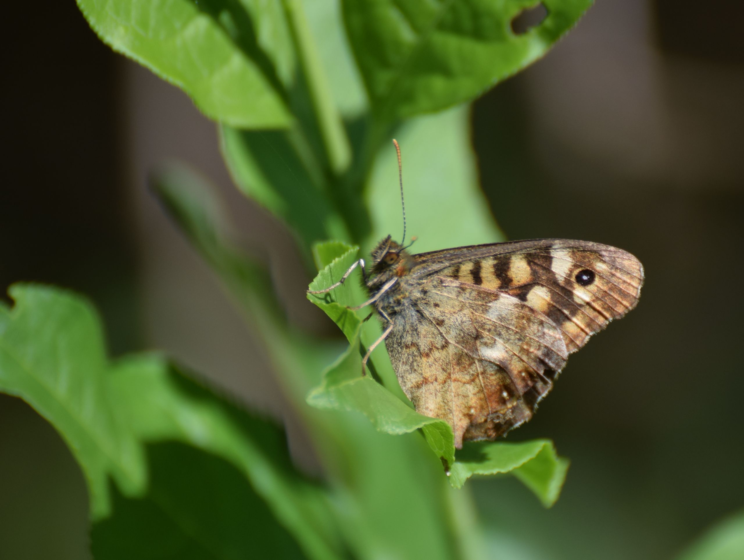 Wallpapers Animals Insects - Butterflies 