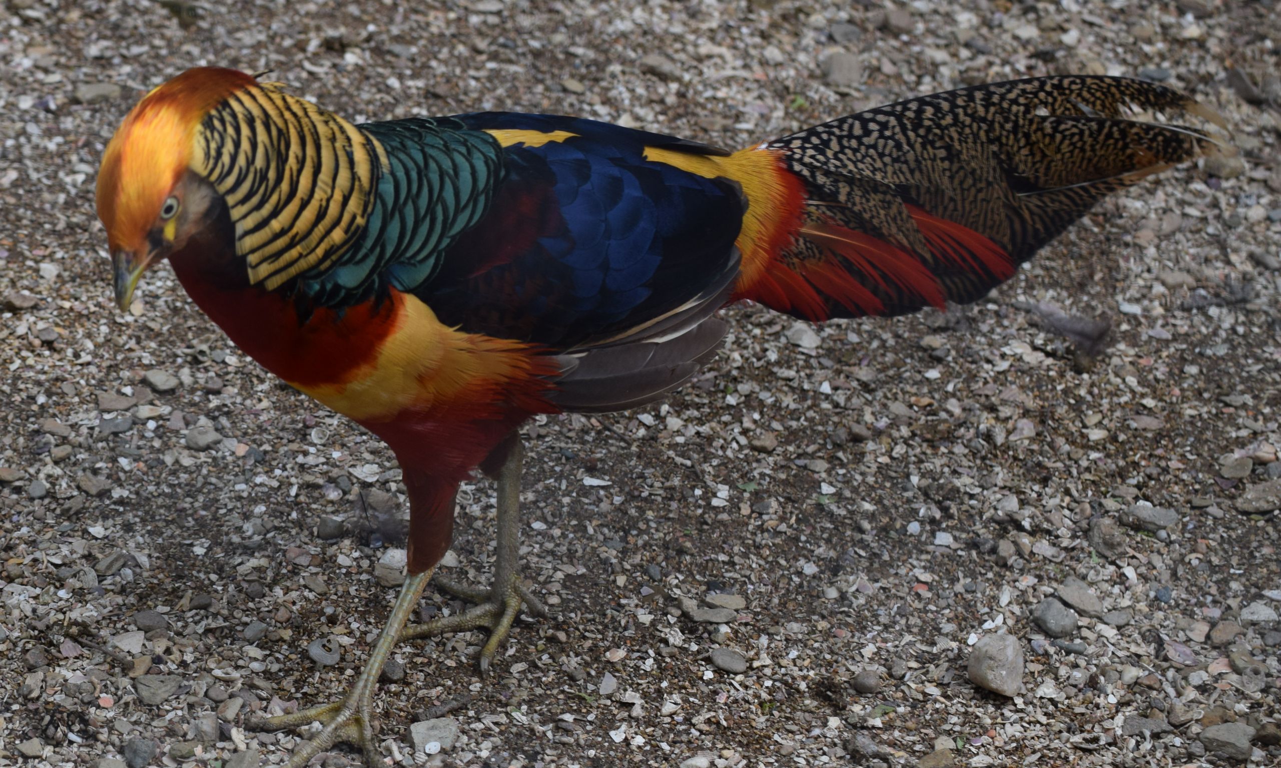 Fonds d'cran Animaux Oiseaux - Divers 