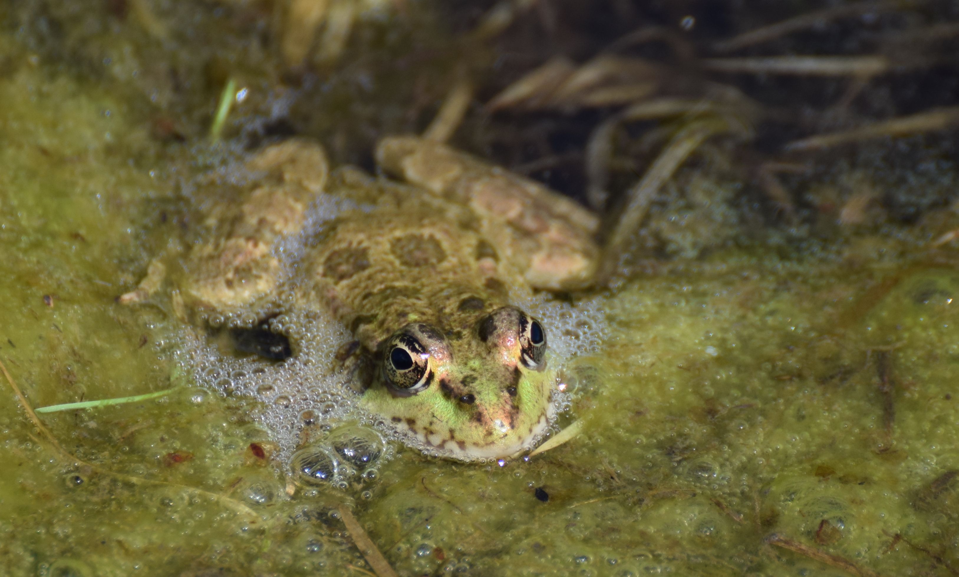 Wallpapers Animals Frogs - Toads 