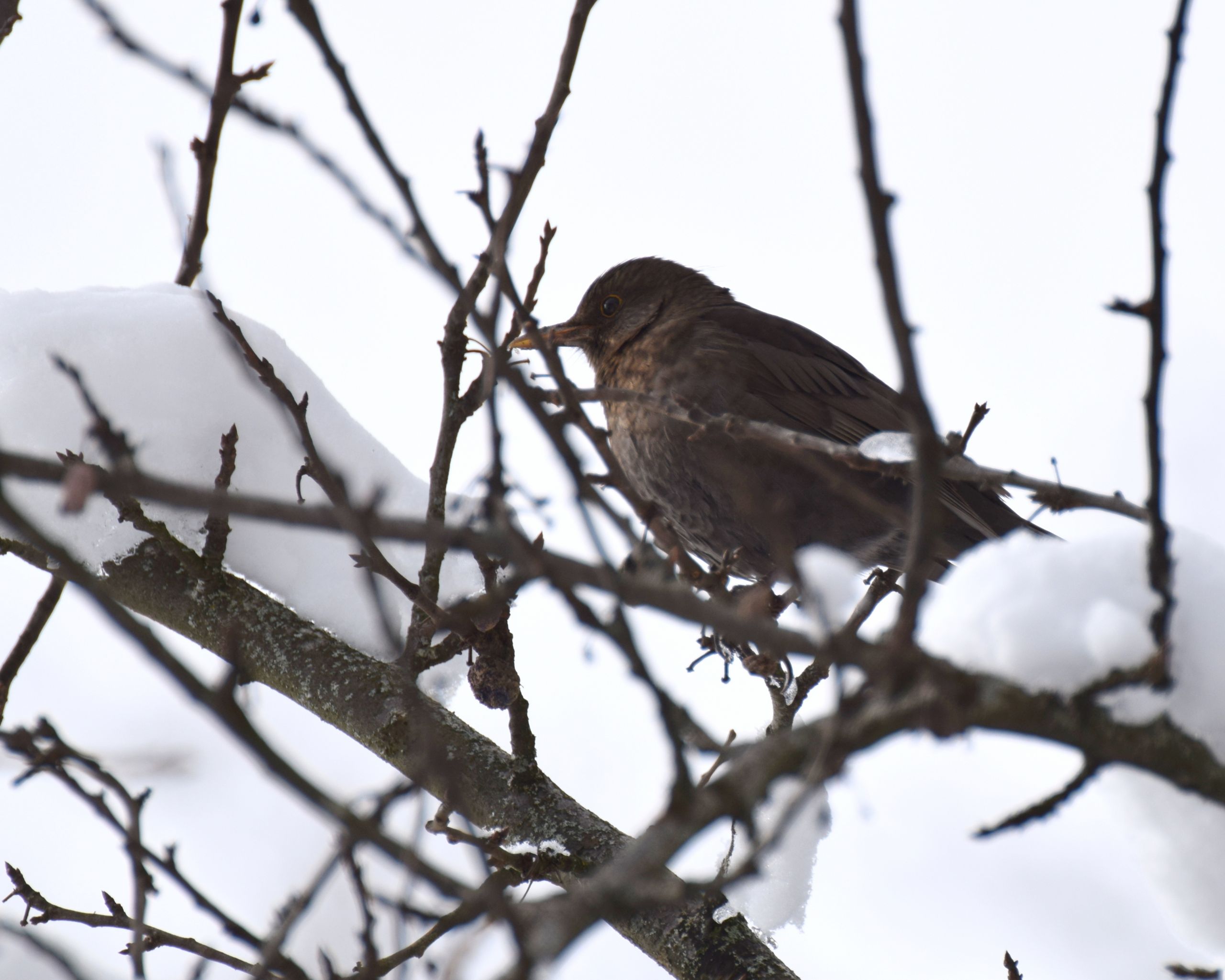 Wallpapers Animals Birds - Misc 