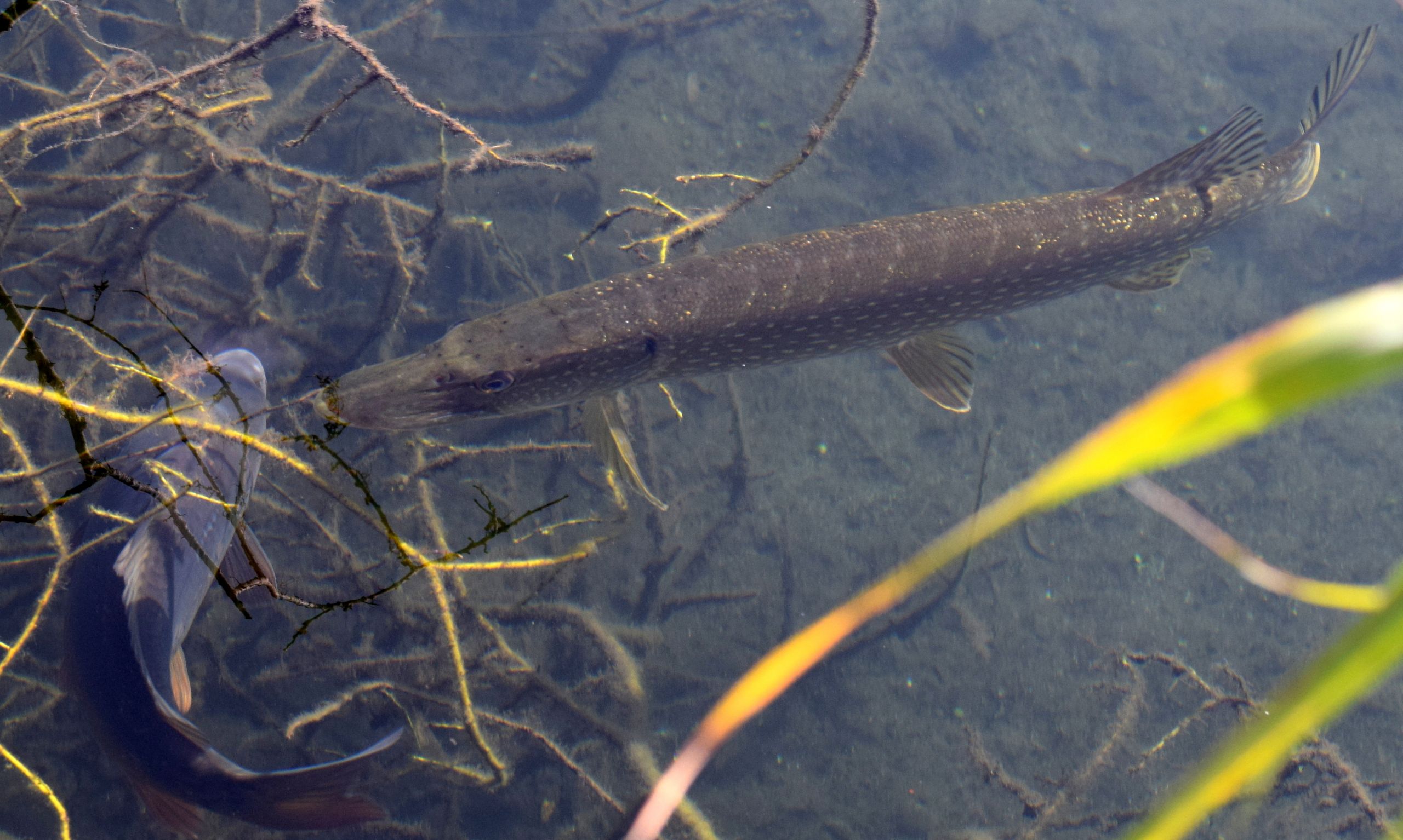 Wallpapers Animals Fishes - In the river 