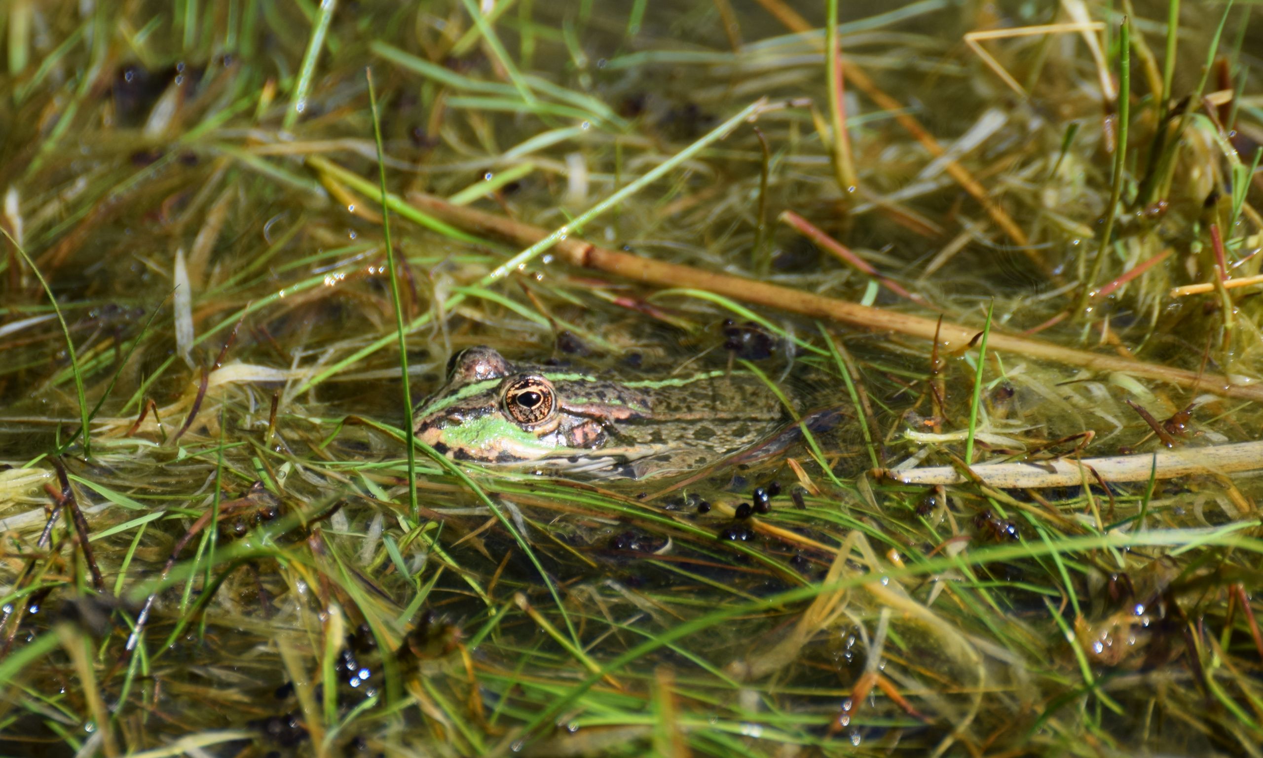 Fonds d'cran Animaux Grenouilles - Crapauds 