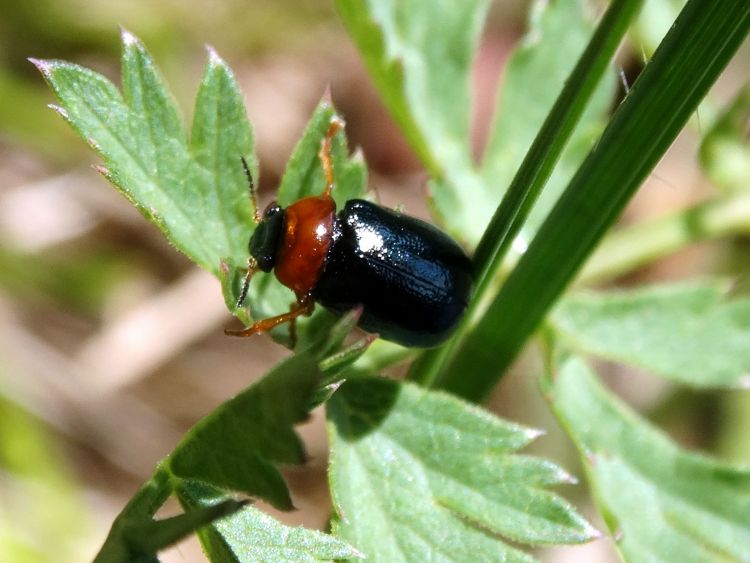 Fonds d'cran Animaux Insectes - Divers Wallpaper N400040