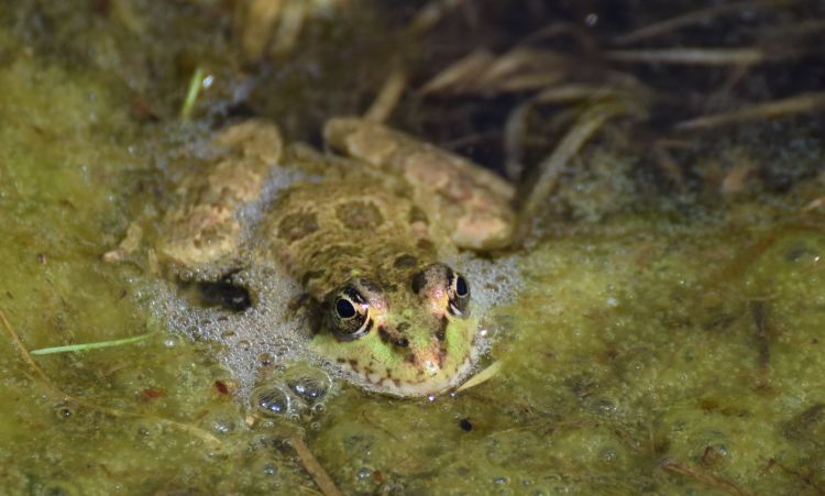 Wallpapers Animals Frogs - Toads Wallpaper N400095