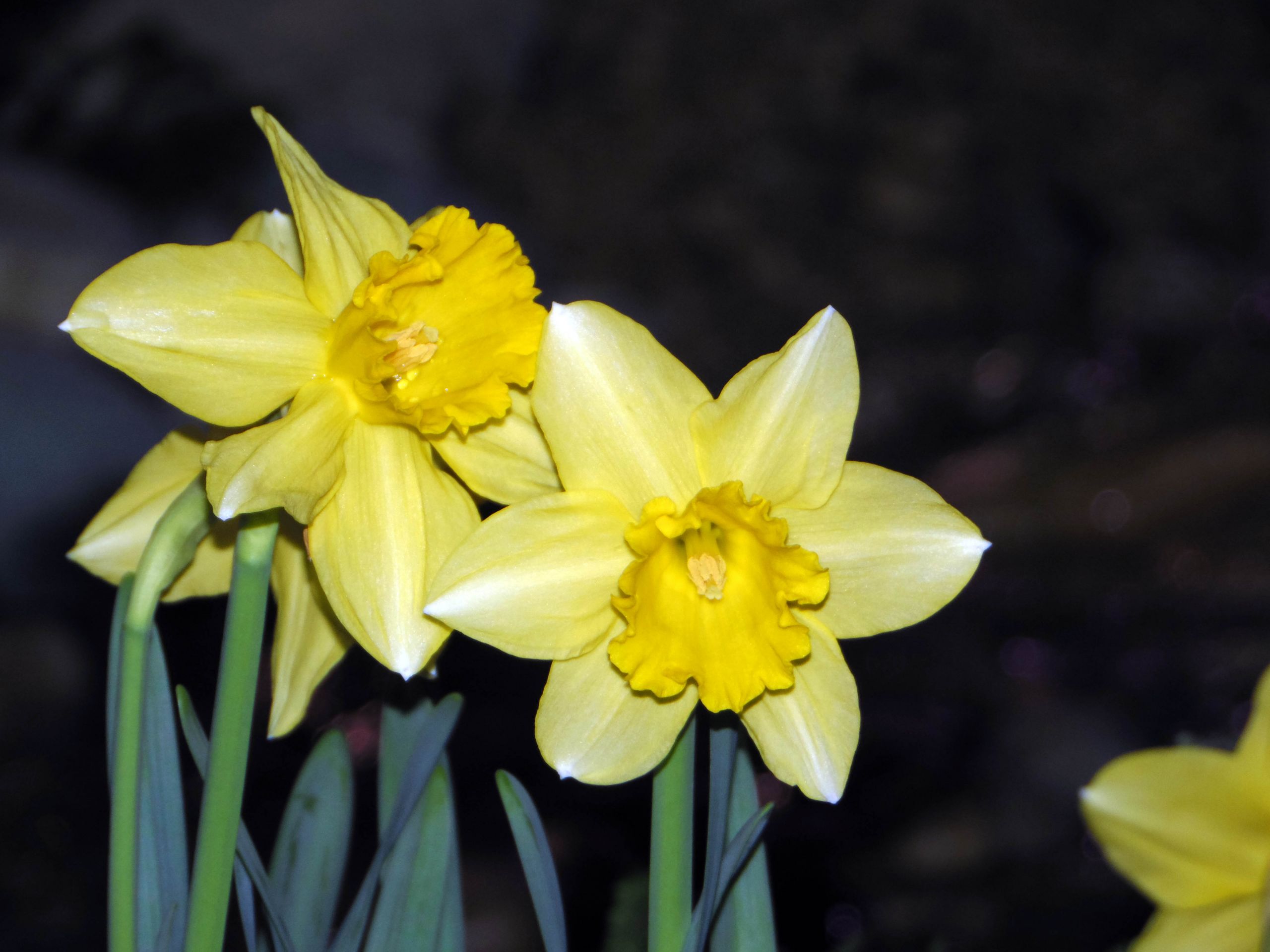 Fonds d'cran Nature Fleurs 