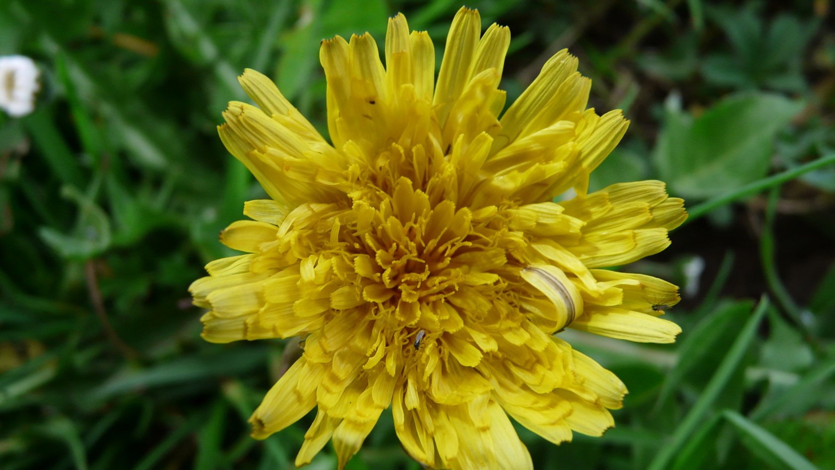 Fonds d'cran Nature Fleurs Photo pissenlit