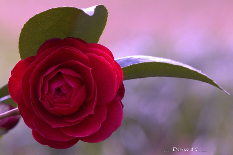 Fonds d'cran Nature Fleurs Jardin des plantes Lille