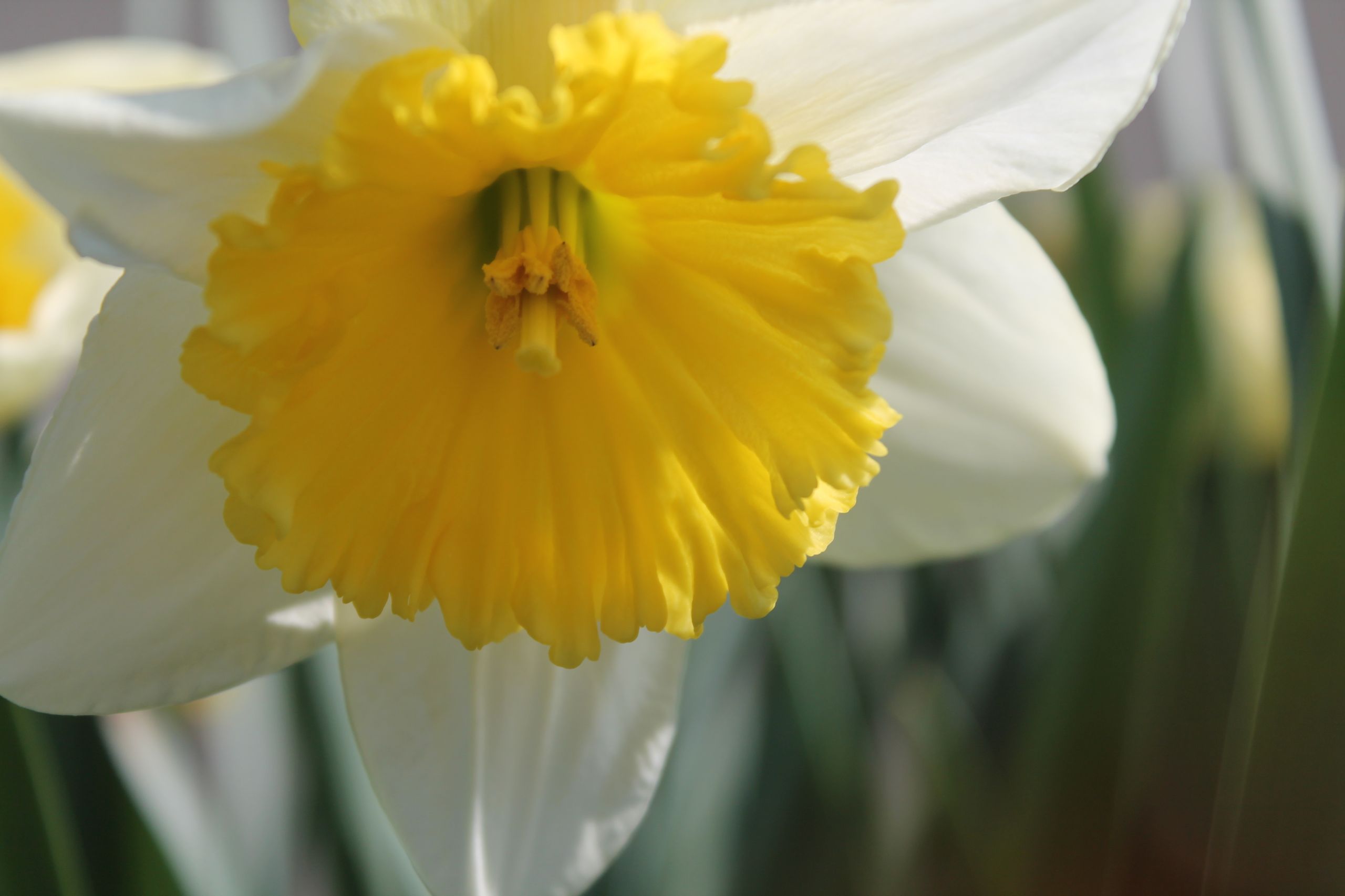 Fonds d'cran Nature Fleurs Du jaune