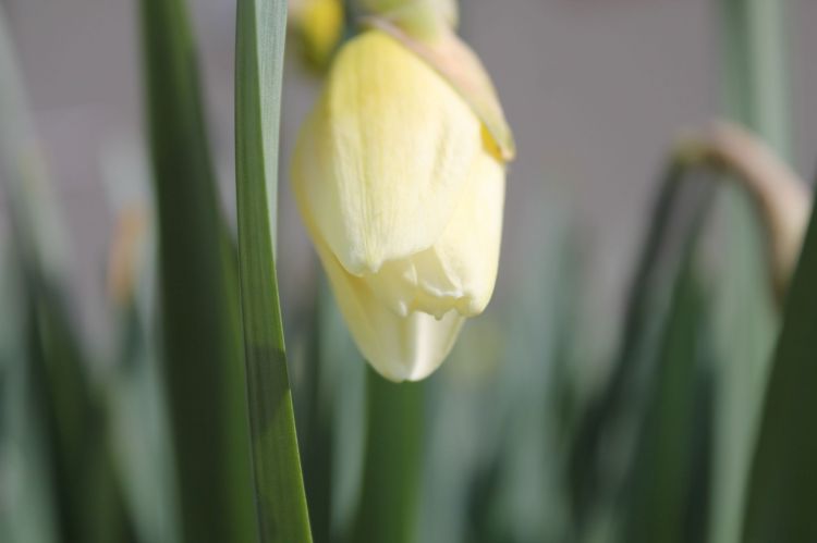 Wallpapers Nature Flowers Du jaune