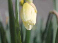  Nature Du jaune