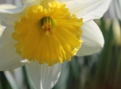  Nature Du jaune