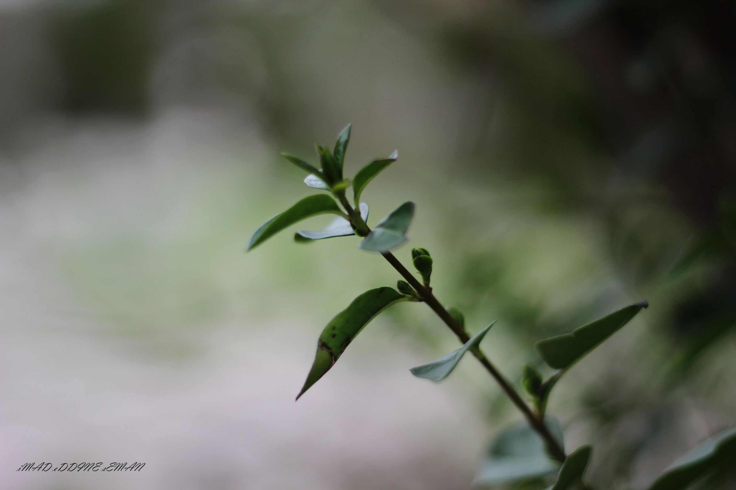 Fonds d'cran Nature Plantes - Arbustes 