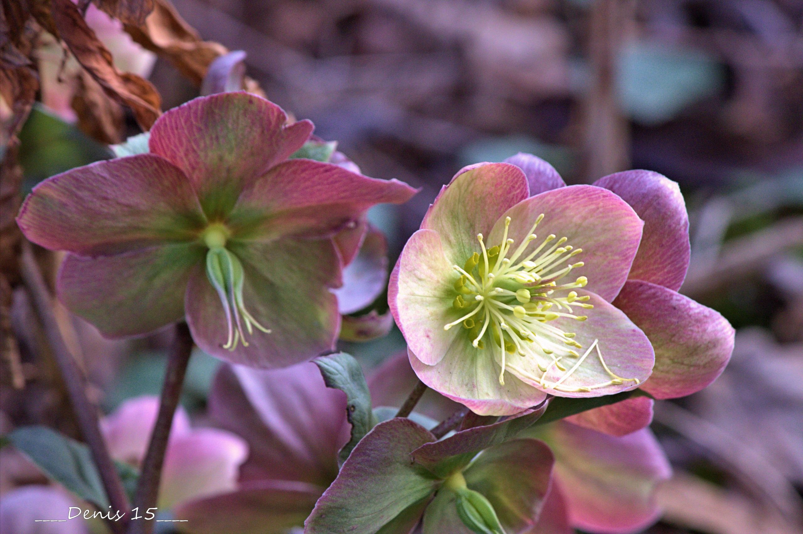 Fonds d'cran Nature Fleurs Jardin des plantes Lille