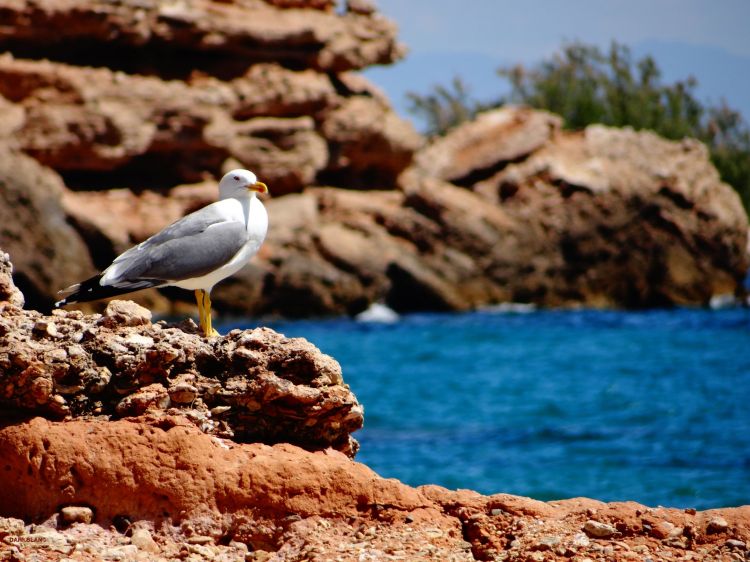 Fonds d'cran Animaux Oiseaux - Mouettes et Golands Mouette calafate DKB