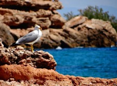  Animals Mouette calafate DKB