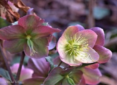  Nature Jardin des plantes Lille