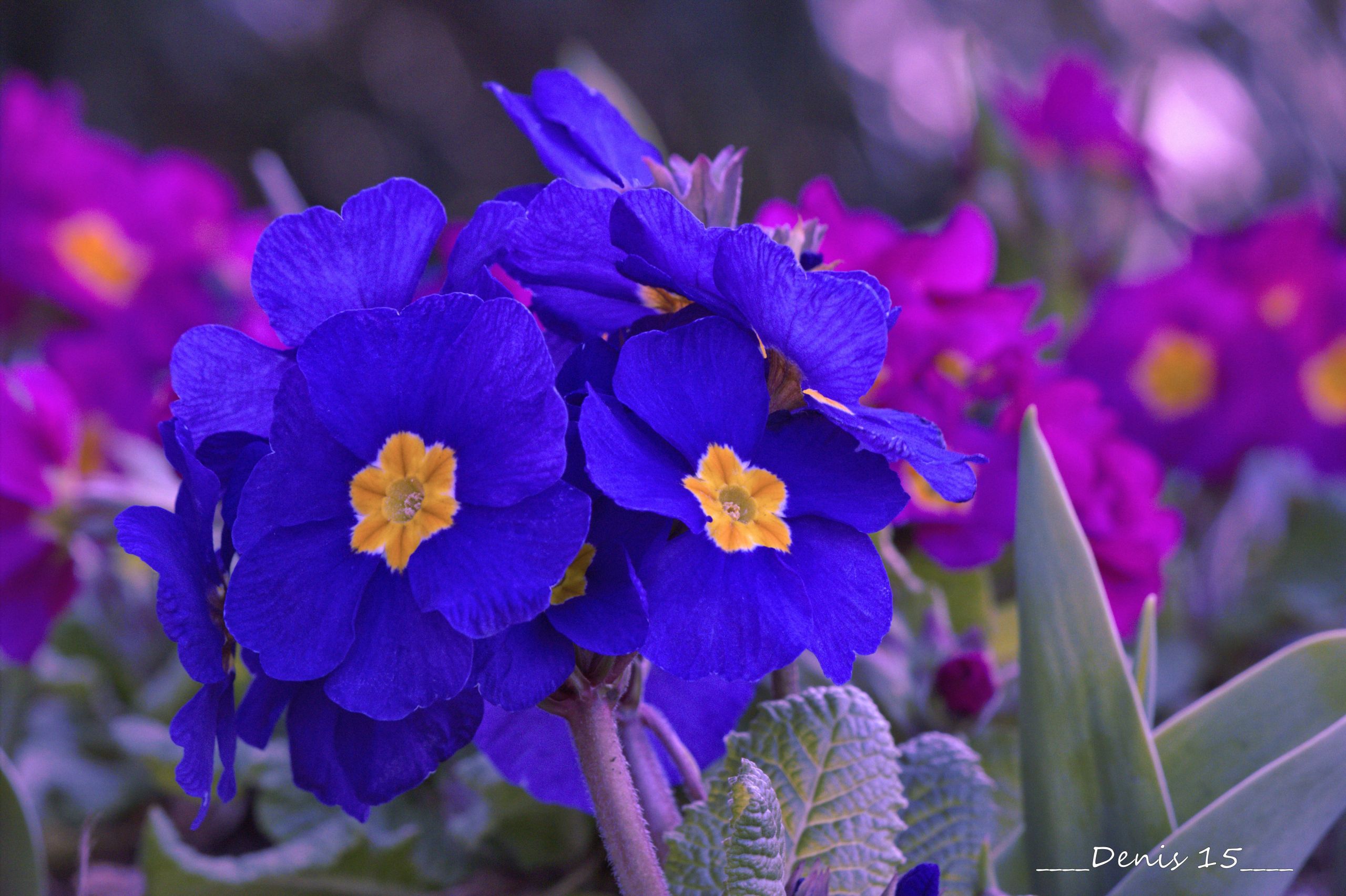 Wallpapers Nature Flowers Jardin des plantes Lille