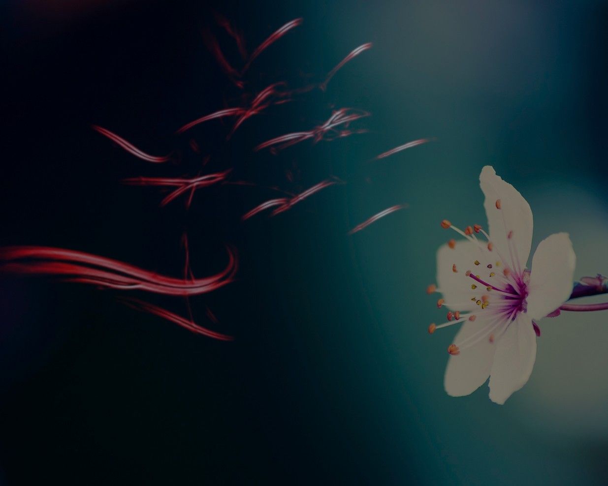 Wallpapers Digital Art Nature - Flowers 