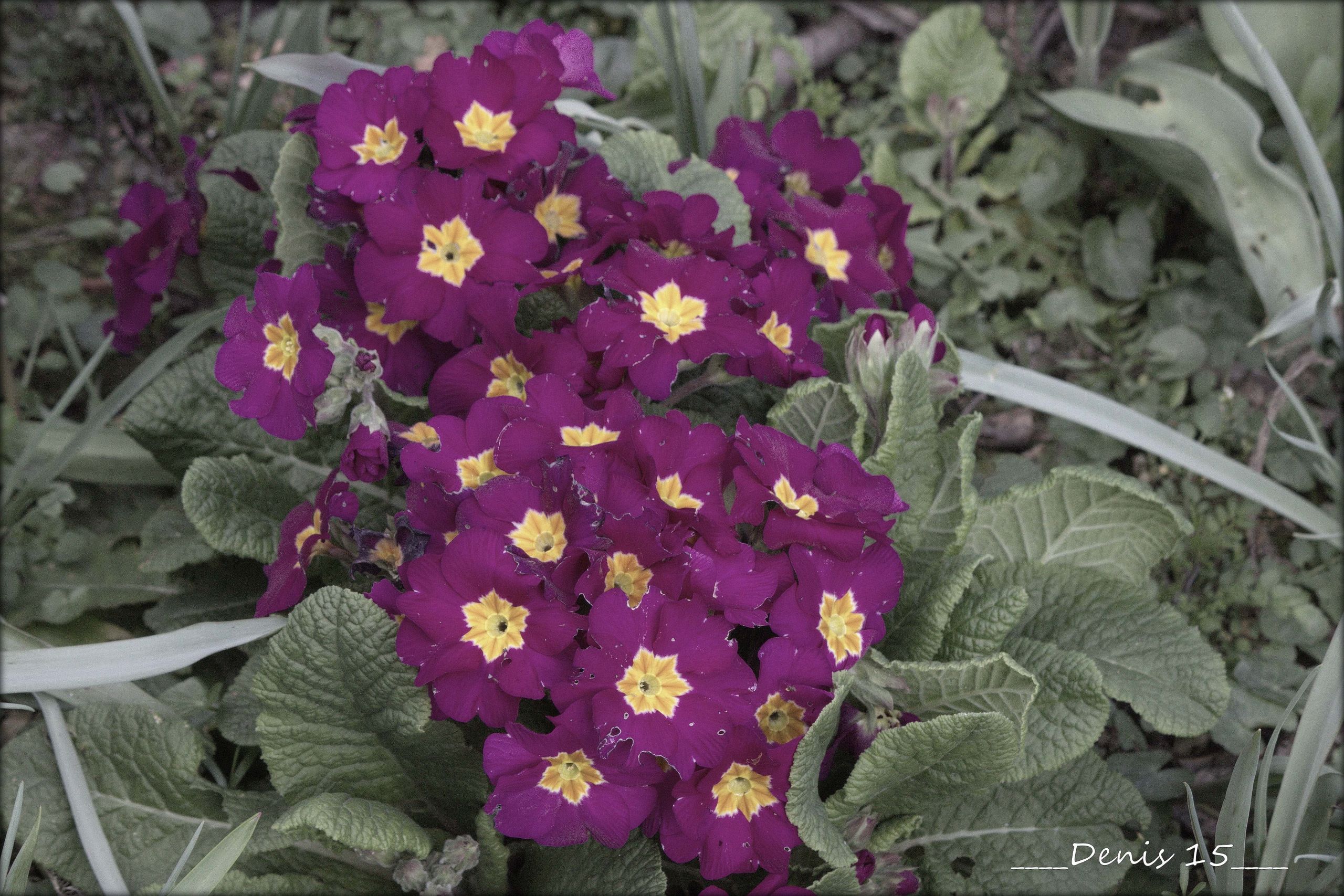 Wallpapers Nature Flowers Jardin des plantes Lille