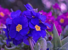  Nature Jardin des plantes Lille