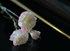  Nature Fleurs sur un piano