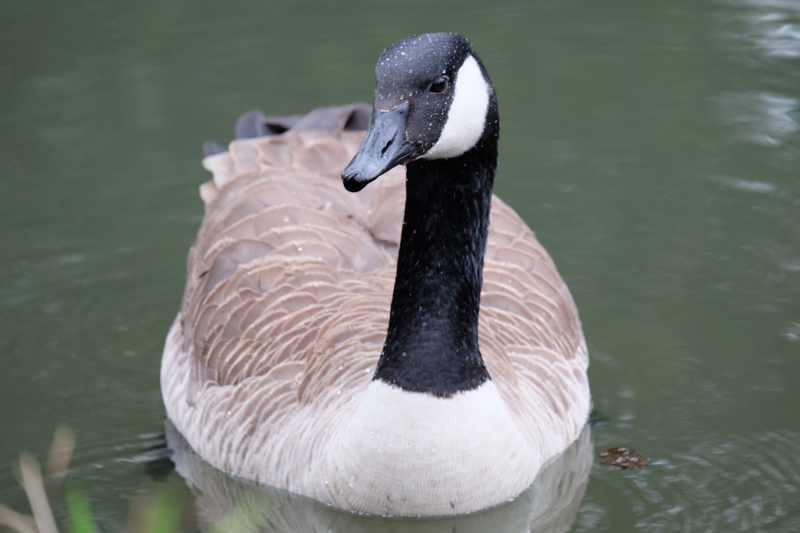 Fonds d'cran Animaux Oiseaux - Canards 