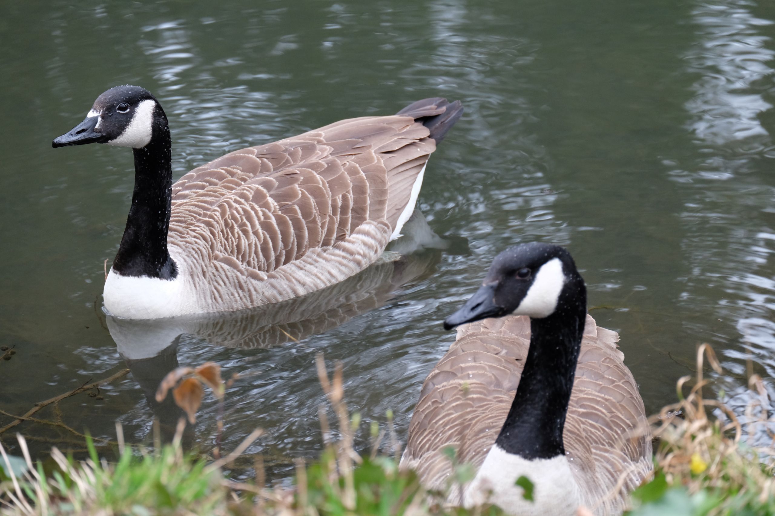 Fonds d'cran Animaux Oiseaux - Canards 