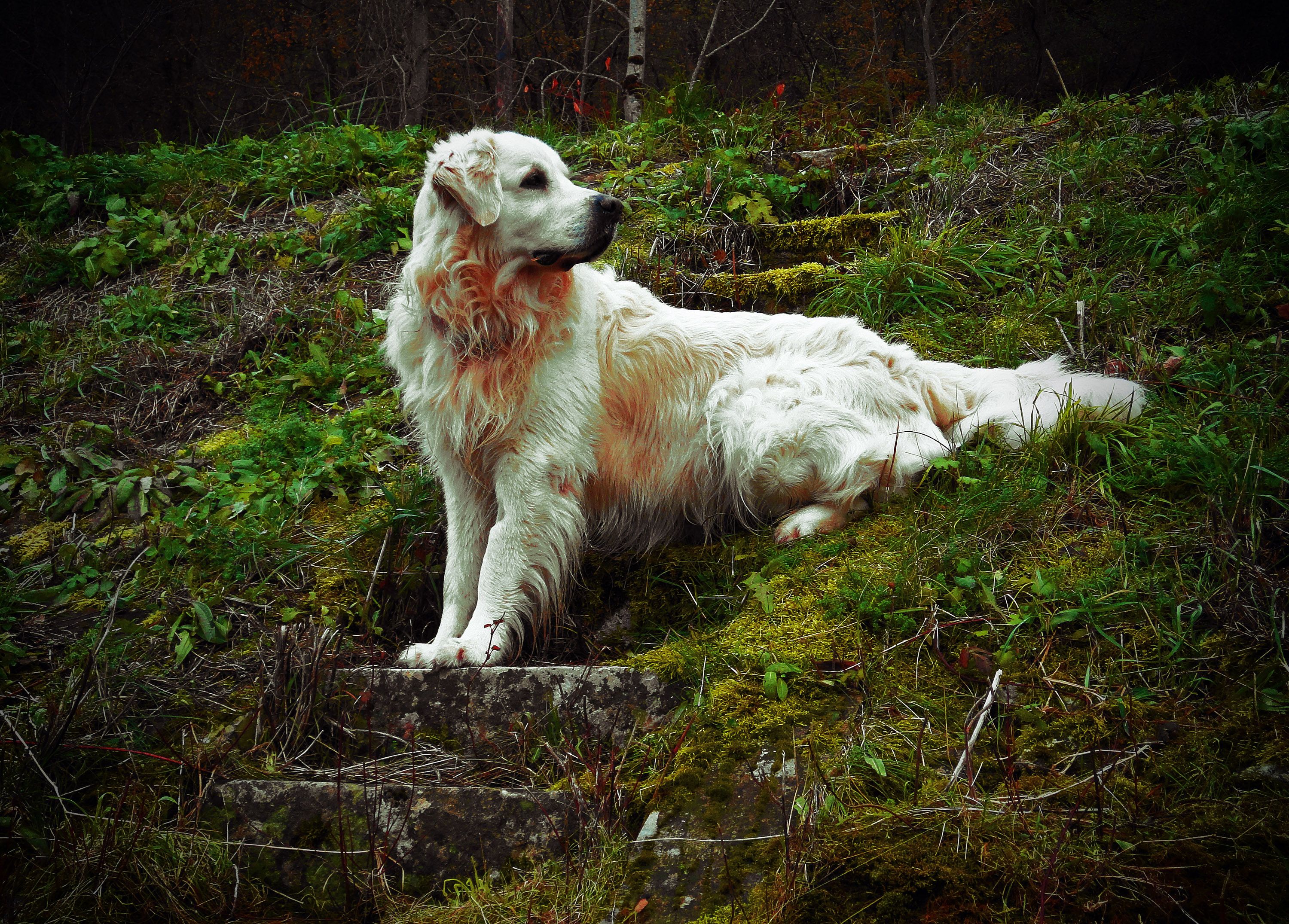 Fonds d'cran Animaux Chiens 