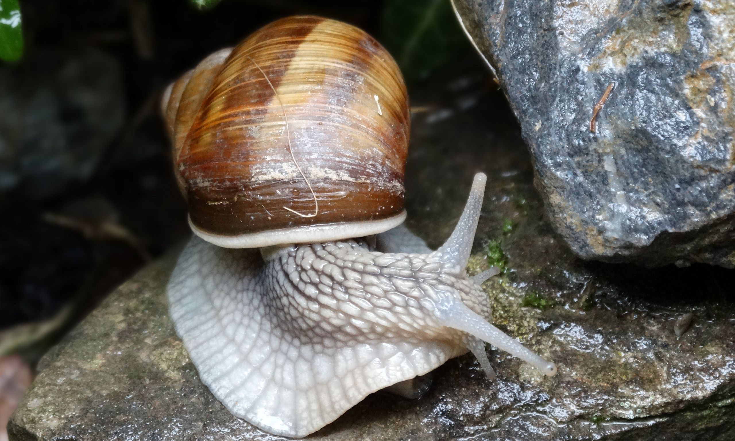 Wallpapers Animals Snails - Slugs 