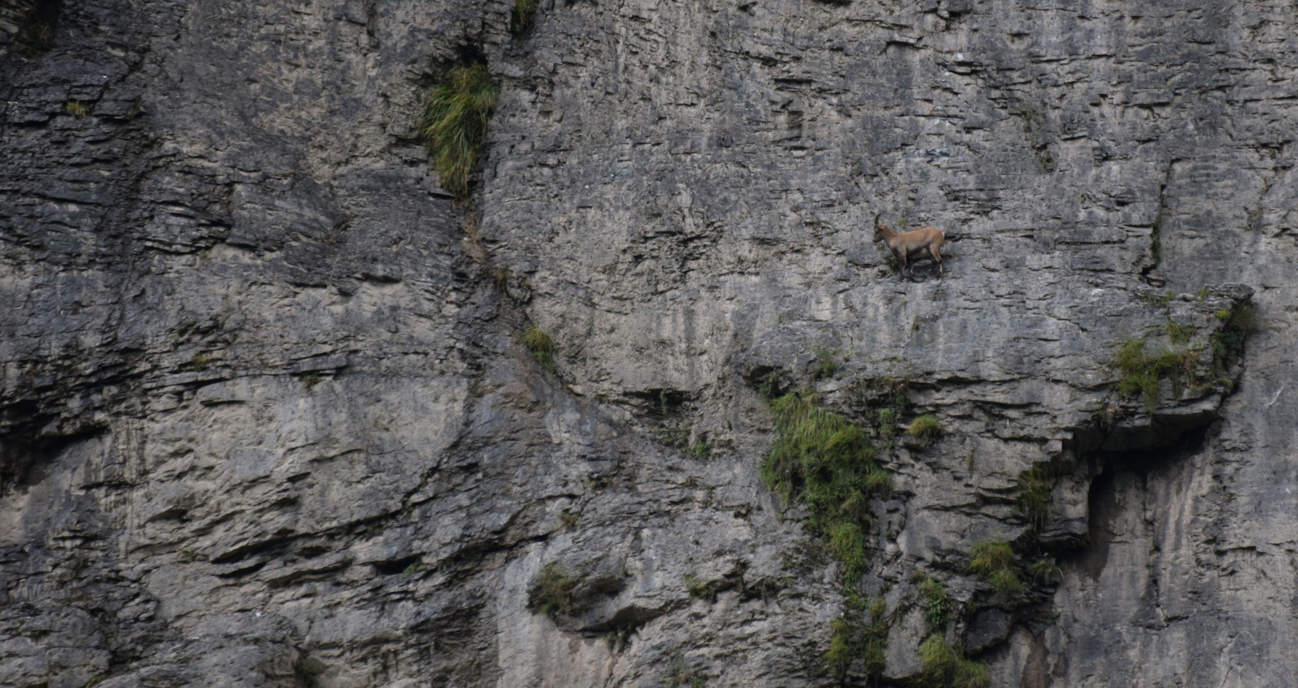 Fonds d'cran Animaux Bouquetins 