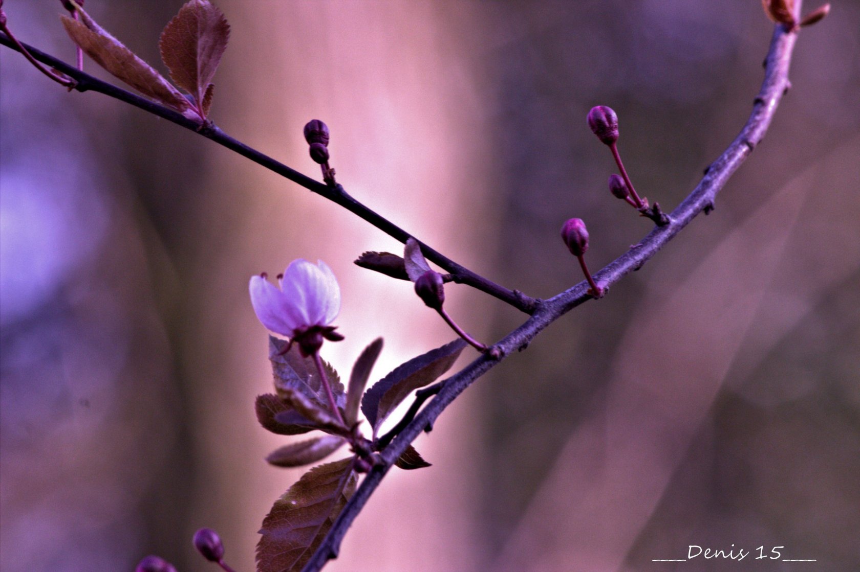 Fonds d'cran Nature Bourgeons Jardin des plantes Lille