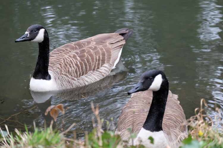 Fonds d'cran Animaux Oiseaux - Canards Wallpaper N400939