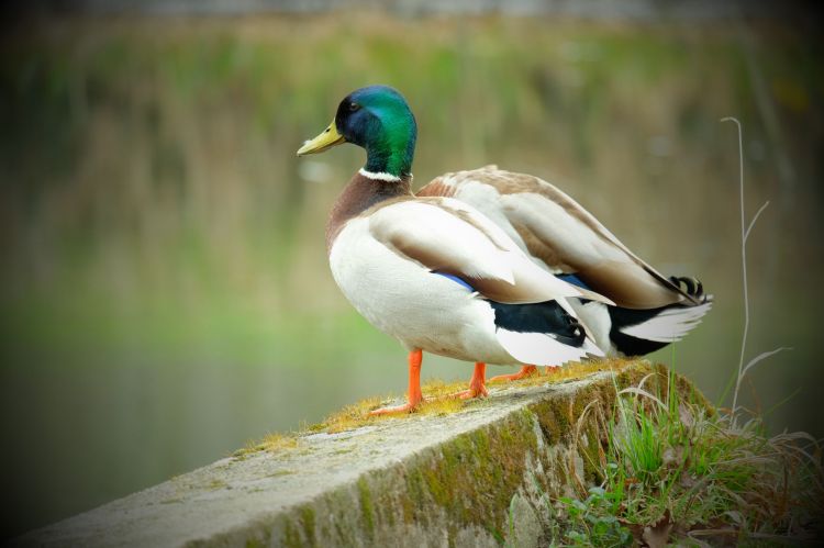 Fonds d'cran Animaux Oiseaux - Canards Wallpaper N400948