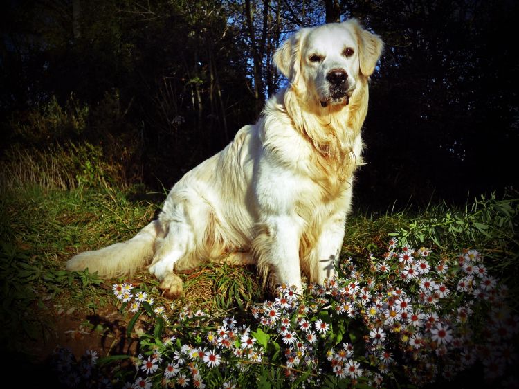 Fonds d'cran Animaux Chiens eros