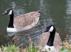  Animaux Image sans titre N400939