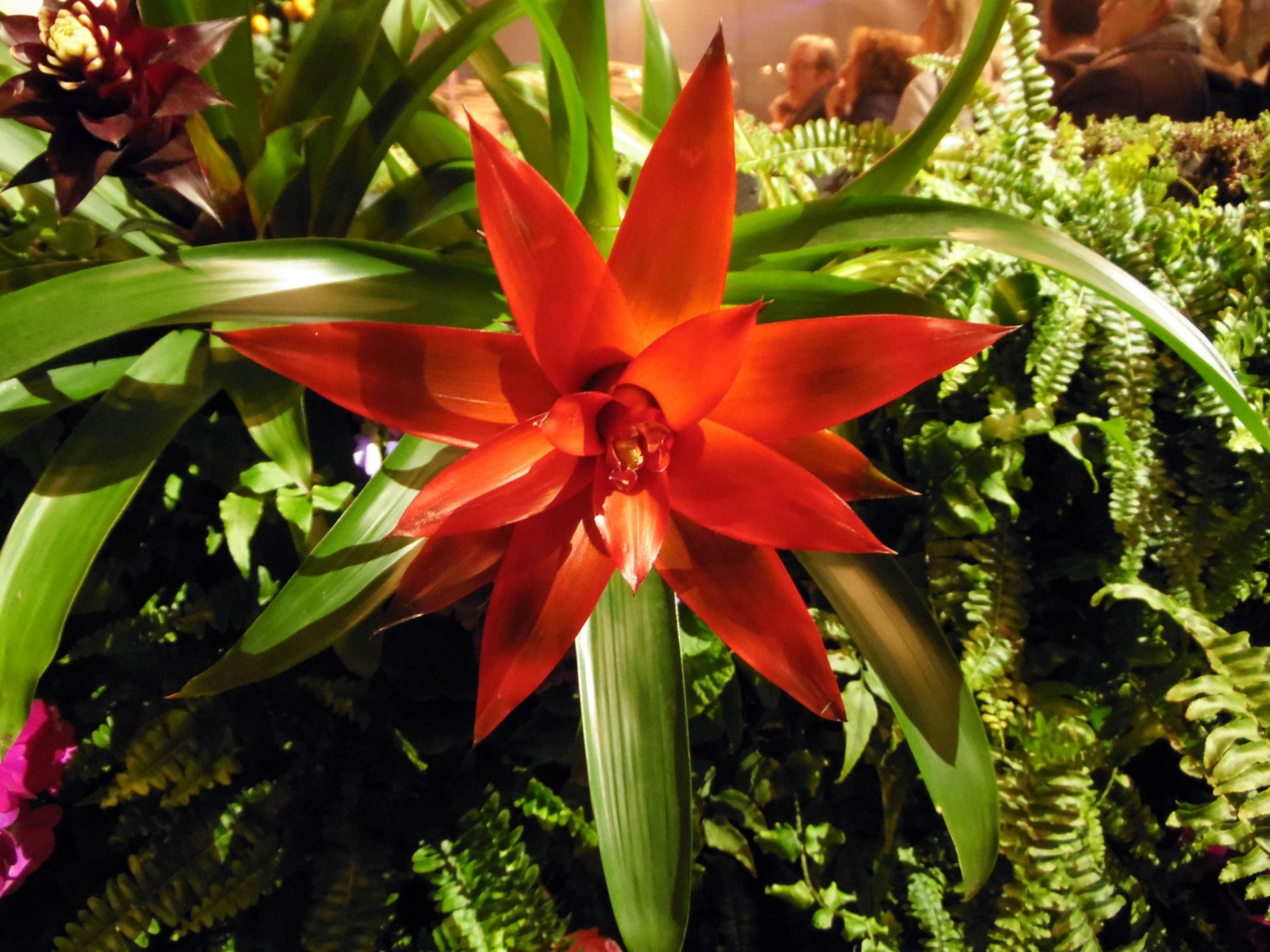 Wallpapers Nature Flowers Guzmania