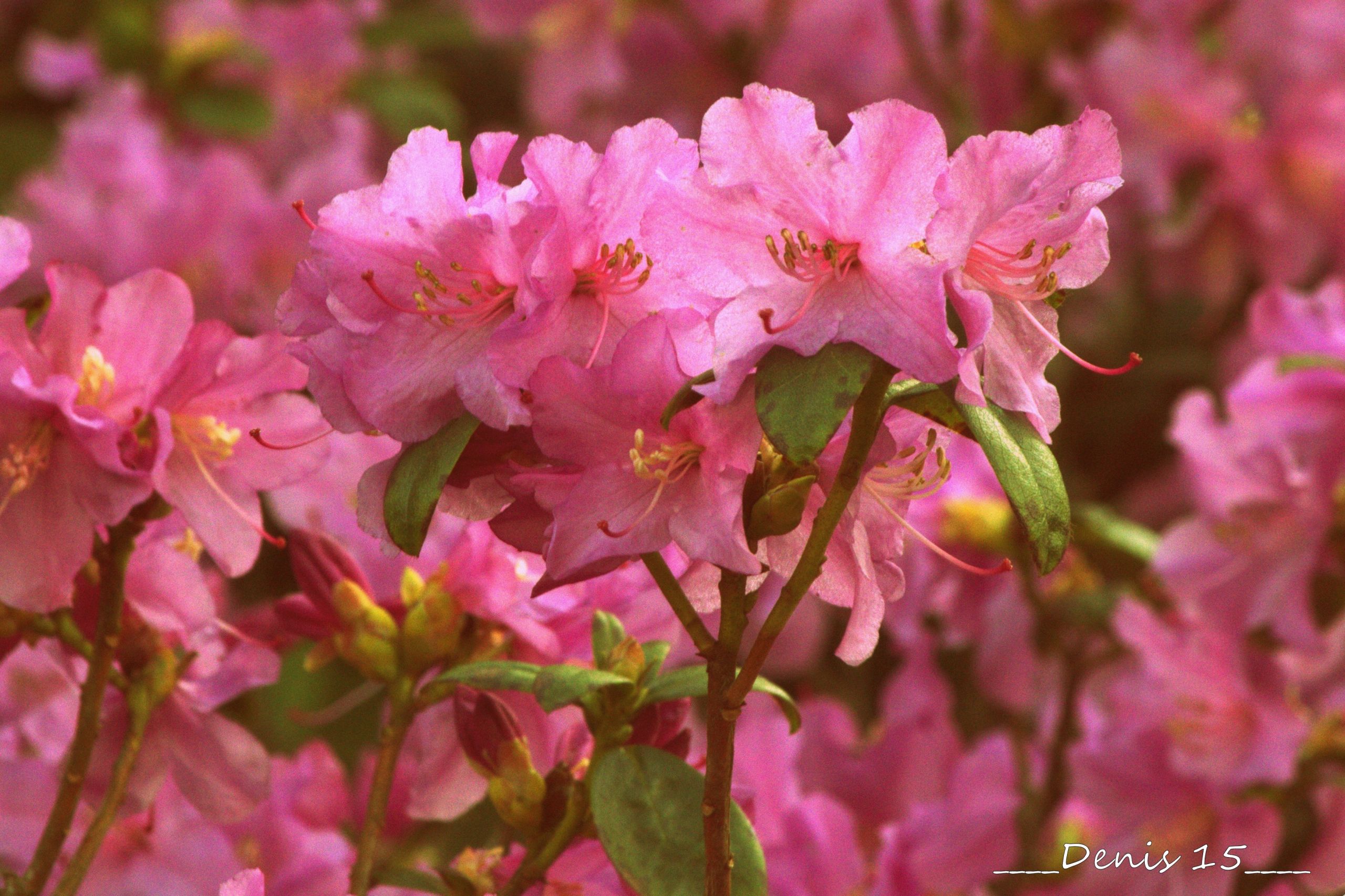 Wallpapers Nature Flowers Jardin des plantes Lille