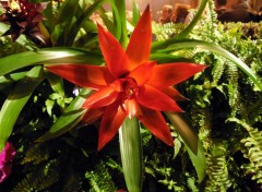  Nature Guzmania