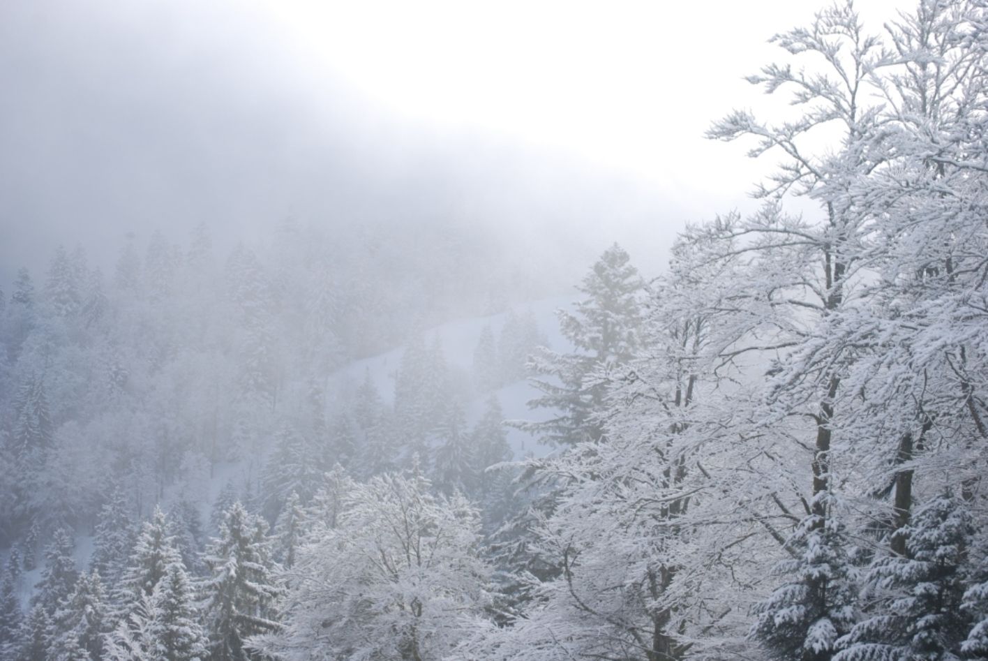 Fonds d'cran Nature Arbres - Forts 