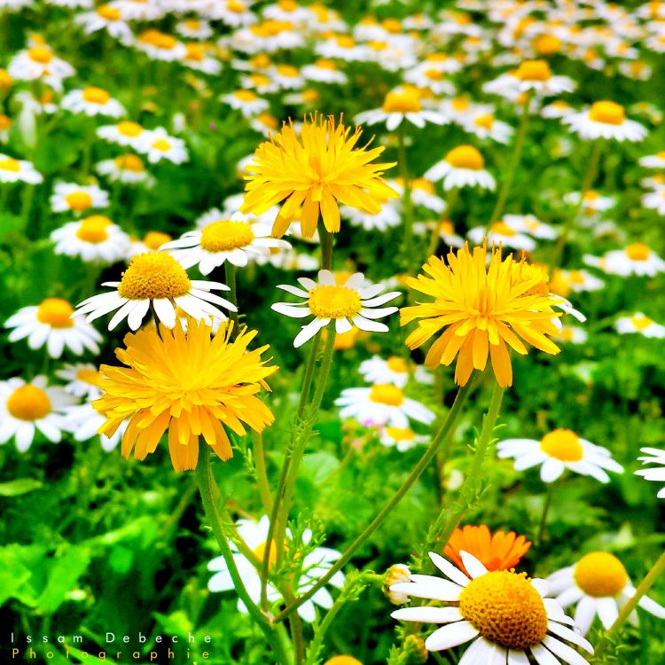 Fonds d'cran Nature Fleurs Beauté de la nature